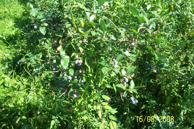 100_2460 (Copier).JPG - des bleuets